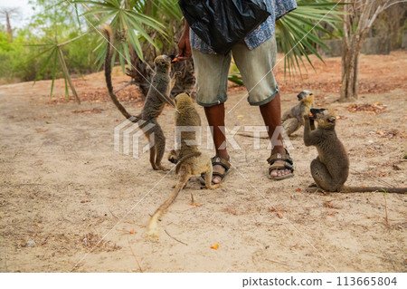 Common brown lemur (Eulemur fulvus) with orange eyes. Common brown lemur (Eulemur fulvus) with orange eyes. 113665804