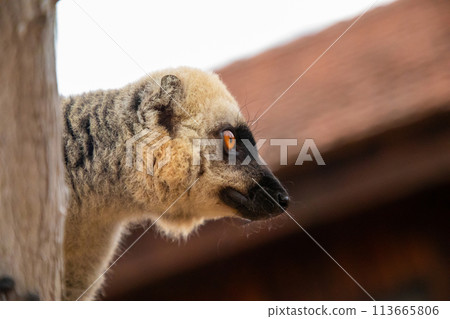 Common brown lemur (Eulemur fulvus) with orange eyes. 113665806