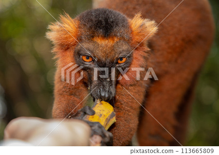 Red lemur (Eulemur Coronatus), endemic animal Red lemur (Eulemur Coronatus), endemic animal 113665809