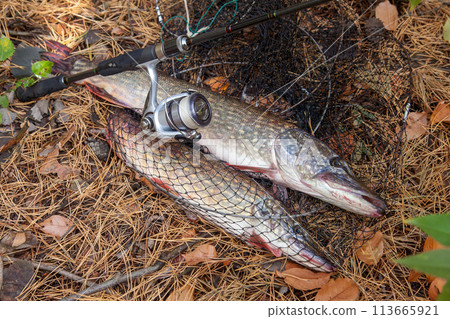Freshwater pike fish. Big freshwater pike fish lies on keep net with fishery catch in it and fishing rod with reel.. Freshwater pike fish. Big freshwater pike fish lies on keep net with fishery catch in it and fishing rod with reel.. 113665921
