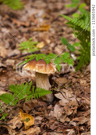 Boletus mushroom in the wild. Porcini mushroom grows on the forest floor at autumn season.. 113665942