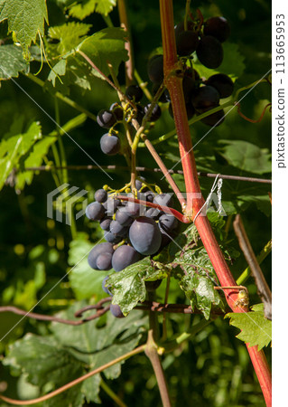 Bunch of pink grapes with big berries in the garden Bunch of pink grapes with big berries in the garden 113665953