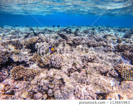 Shoal of differend kinds of the fish -  sailfin tang, Longnose Parrotfish, Picasso trigger, Birdmouth wrasse, Klunzinger's wrasse and other tropical fish swimming at the coral reef in the Red Sea, 113665963