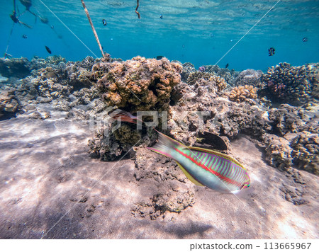 Klunzinger's wrasse (Thalassoma rueppellii) at coral reef of the Red Sea.. Klunzinger's wrasse (Thalassoma rueppellii) at coral reef of the Red Sea.. 113665967