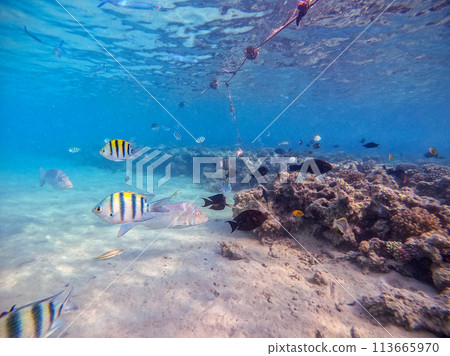 Shoal of differend kinds of the fish -  sailfin tang, Longnose Parrotfish, Picasso trigger, Birdmouth wrasse, Klunzinger's wrasse and other tropical fish swimming at the coral reef in the Red Sea, 113665970