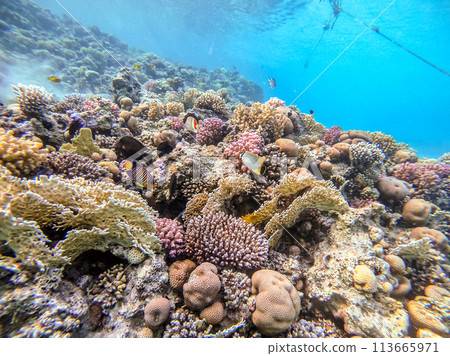 Underwater life of reef with corals and tropical fish. Coral Reef at the Red Sea, Egypt. Underwater life of reef with corals and tropical fish. Coral Reef at the Red Sea, Egypt. 113665971