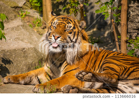 critically endangered Sumatran tiger 113666016