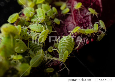 very close big macro portrait of aphids 113666028