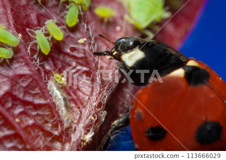macro 5x image ladybug destroying eats green aphids close up macro 5x image ladybug destroying eats green aphids close up 113666029