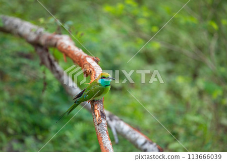 blue-cheeked bee-eater (Merops persicus) bee-eater 113666039
