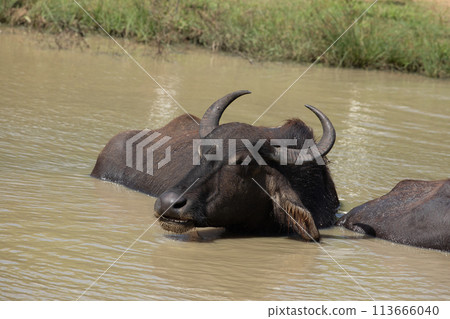Asiatic water buffalo resting in cool water Asiatic water buffalo resting in cool water 113666040