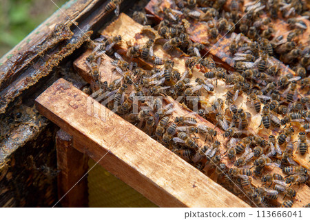 Open hive showing the bees swarming on a honeycomb.. Open hive showing the bees swarming on a honeycomb.. 113666041