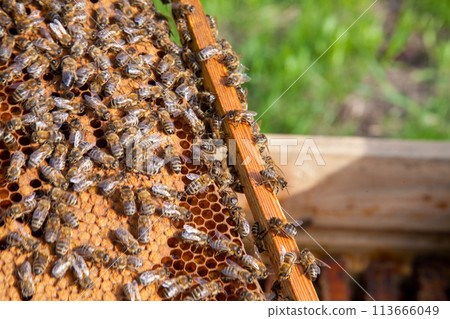 Working bees in a hive on honeycomb. Bees inside hive with sealed and open cells for their young.. Working bees in a hive on honeycomb. Bees inside hive with sealed and open cells for their young.. 113666049