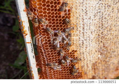 Working bee on the honeycomb with sweet honey.. Working bee on the honeycomb with sweet honey.. 113666051