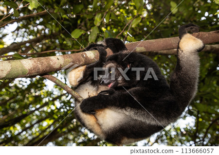 Lemur Indri indri, babakoto largest lemur from Madagascar Lemur Indri indri, babakoto largest lemur from Madagascar 113666057