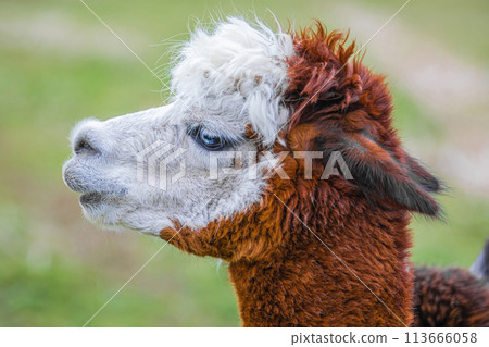 Cute Alpaca. Beautifull and funny animal Cute Alpaca. Beautifull and funny animal 113666058