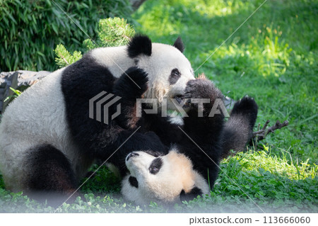 cheerful playing pandas on green lawn cheerful playing pandas on green lawn 113666060