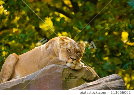 adult Lion playing in zoological garden 113666061