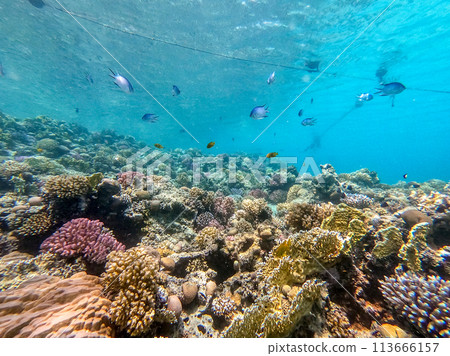 Underwater life of reef with corals and tropical fish. Coral Reef at the Red Sea, Egypt. 113666157