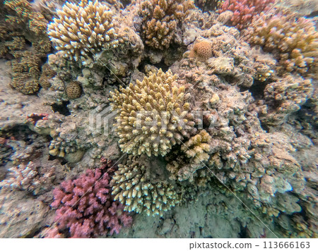 Underwater life of reef with close up view of corals and tropical fish. Coral Reef at the Red Sea, Egypt. Underwater life of reef with close up view of corals and tropical fish. Coral Reef at the Red Sea, Egypt. 113666163
