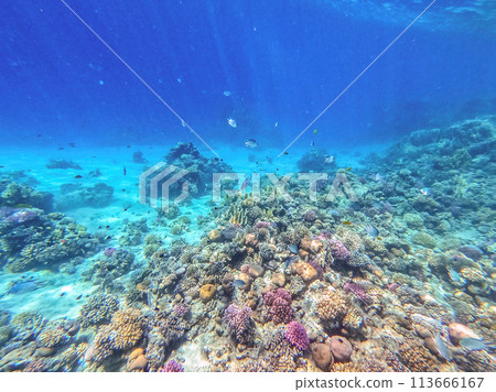 Underwater life of reef with corals and tropical fish. Coral Reef at the Red Sea, Egypt. Underwater life of reef with corals and tropical fish. Coral Reef at the Red Sea, Egypt. 113666167