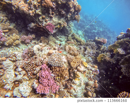 Underwater life of reef with corals and tropical fish. Coral Reef at the Red Sea, Egypt. Underwater life of reef with corals and tropical fish. Coral Reef at the Red Sea, Egypt. 113666168