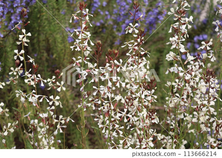 Scenery of white-petaled yellow bellflowers in full bloom Scenery of white-petaled yellow bellflowers in full bloom 113666214