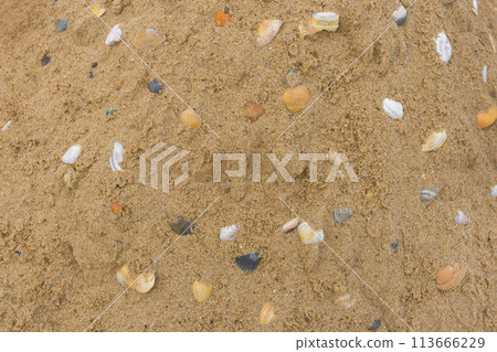 Seashells close-up marine sea object on beach sand close-up Seashells close-up marine sea object on beach sand close-up 113666229