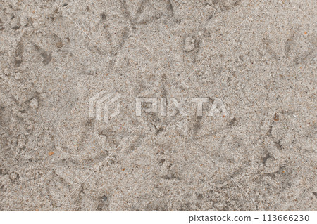 Paw prints of birds seagulls on beach sand pattern top view Paw prints of birds seagulls on beach sand pattern top view 113666230