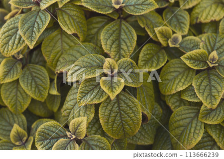 Plectranthus coleus green natural leaves mint nature plant background floral 113666239