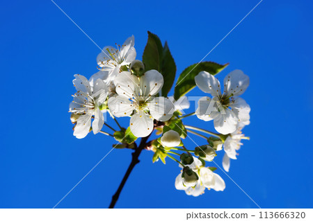 Flower of an apple or cherry at sunny day with blue sky background. Springtime, nature awakening. Flower of an apple or cherry at sunny day with blue sky background. Springtime, nature awakening. 113666320