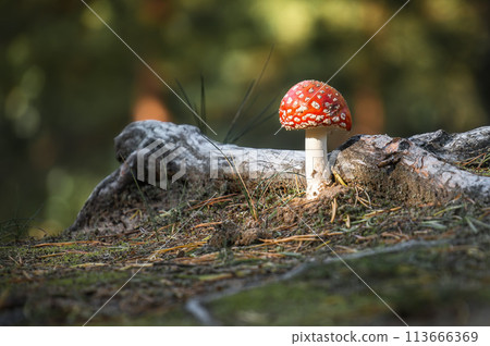 Inedible toxic poisonous hallucinogenic mushroom fungus Amanita (fly agaric, Amanita muscaria). Beautiful nature scene at sunny day pine forest, close up, soft bokeh, blurred background. 113666369