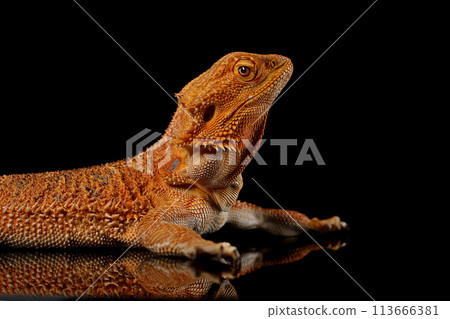 Portrait of an orange color Bearded Dragon (Agama) female lizard. Isolated on black background, close up. 113666381