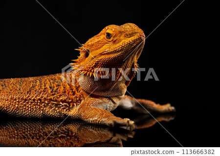 Isolated on black background close up portrait of Bearded Dragon (Agama). Isolated on black background close up portrait of Bearded Dragon (Agama). 113666382