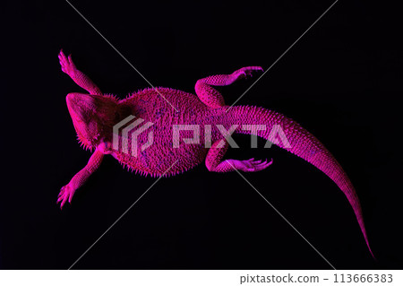 A lizard lies under an ultraviolet lamp in a tanning salon. SPA procedures concept. 113666383