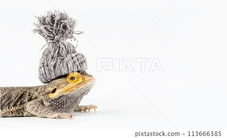 Close-up portrait of a sad male Australian Bearded dragon (Agama), with a winter knitted hat on his head isolated on white background, wide image 16 Close-up portrait of a sad male Australian Bearded dragon (Agama), with a winter knitted hat on his head isolated on white background, wide image 16 113666385