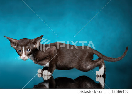 Oriental cat breed's kitten of bicolored chocolate-white color with blue eyes is crawling (creeping) against blue background. Studio isolated. 113666402