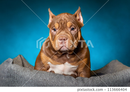 American bully breed puppy. Dog's studio portrait at blue background. American bully breed puppy. Dog's studio portrait at blue background. 113666404