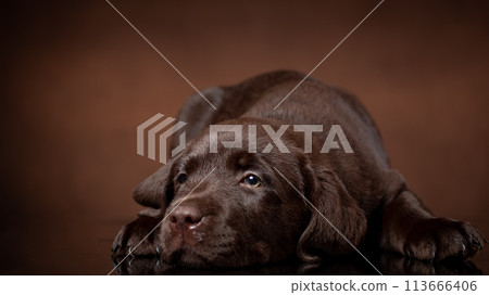 chocolate labrador retriever puppy portrait. chocolate labrador retriever puppy portrait. 113666406