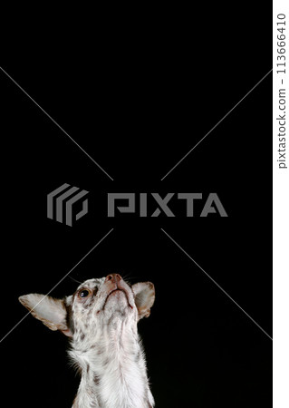 Chihuahua muzzle vertical image isolated on black background. Dog looks up. Draft - you can add text or image of feed, bone, stars, etc. Chihuahua muzzle vertical image isolated on black background. Dog looks up. Draft - you can add text or image of feed, bone, stars, etc. 113666410
