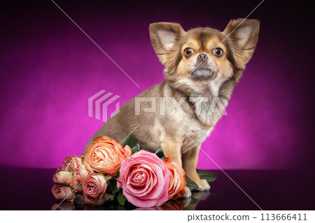 Well groomed chihuahua dog is sitting near rose flowers bouquet. Purple violet background. Well groomed chihuahua dog is sitting near rose flowers bouquet. Purple violet background. 113666411