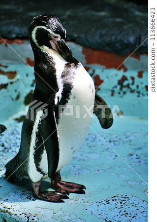 Humboldt penguins (Maruyama Zoo, Sapporo) 113666421