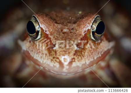 A close up portrait of the face of a toad (frog). 113666426