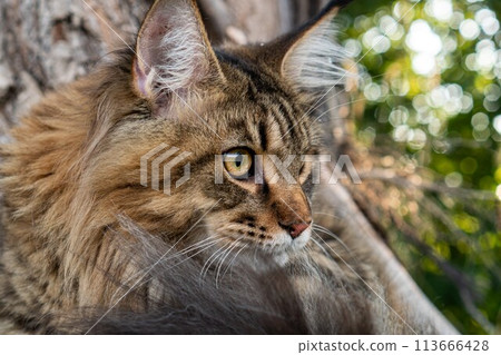 A large closeup outdoors portrait of a sitting calm and serious furry Maine Coon American cat looking aside. 113666428