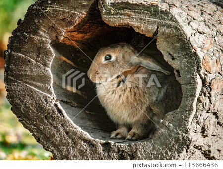 Little cute domestic rabbit hiding inside the hollow tree trunk. Little cute domestic rabbit hiding inside the hollow tree trunk. 113666436