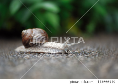 Roman snail (Helix pomatia) after rain. Selective focuse and soft bokeh. Roman snail (Helix pomatia) after rain. Selective focuse and soft bokeh. 113666519