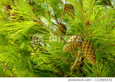 Young green cones of the Mediterranean pine tree. Young green cones of the Mediterranean pine tree. 113666542