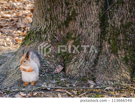 Thick fat red squirrel is offended and stands "in the corner", funny folding  paws on chest. 113666549