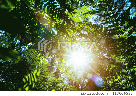 Sunlight with lens flare shines through fresh green fern (bracken) leaves. Summer day in the forest. Sunlight with lens flare shines through fresh green fern (bracken) leaves. Summer day in the forest. 113666553