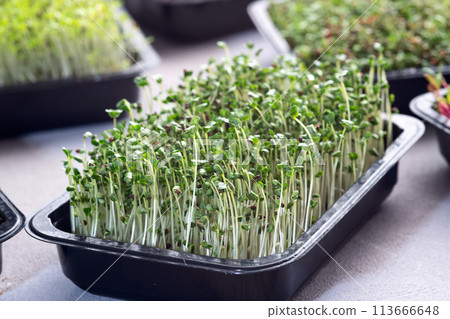 Mix of Microgreens in container 113666648